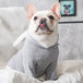 Dog Pet Clothes Spring And Autumn Clothing 0 null