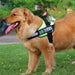 Pet Leash Chest Strap Set pet supplies Zimivas